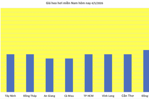Giá heo hơi hôm nay 4/5/2026: Chạm mốc 70.000 đồng/kg