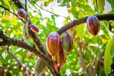 Giá ca cao tăng mạnh 5 phiên liên tiếp