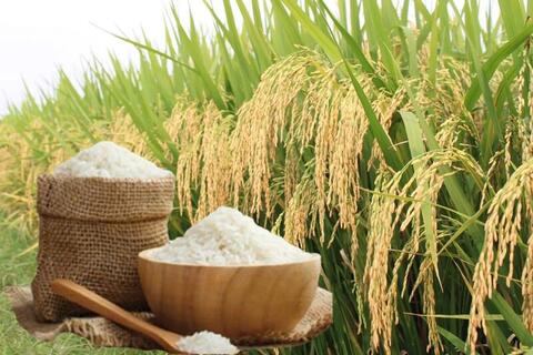Giá lúa gạo hôm nay ngày 11/5: Gạo xuất khẩu nguyên liệu đảo chiều giảm