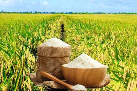 Giá lúa gạo hôm nay ngày 14/5: Gạo nguyên liệu xuất khẩu tăng giá