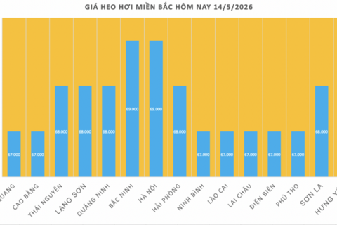 Giá heo hơi hôm nay 14/5/2026: Cao nhất 71.000 đồng/kg