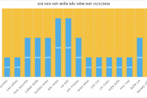 Giá heo hơi hôm nay 15/5/2026: Giữ đỉnh 71.000 đồng/kg