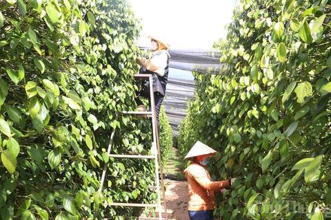 Giá tiêu hôm nay 19/5/2026: Bất ngờ sụt giảm 2.000 - 3.000 đồng/kg