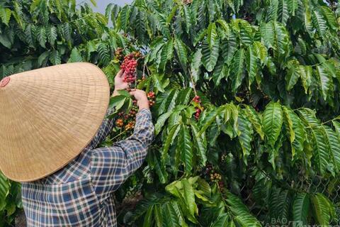 Giá cà phê hôm nay 19/5/2026: Dao động từ 86.200 - 87.000 đồng/kg