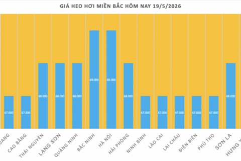 Giá heo hơi hôm nay 19/5/2026: Giảm diện rộng tại miền Nam