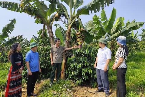 Xã A Lưới 2: Tái cơ cấu nông nghiệp, mở sinh kế mới cho đồng bào
