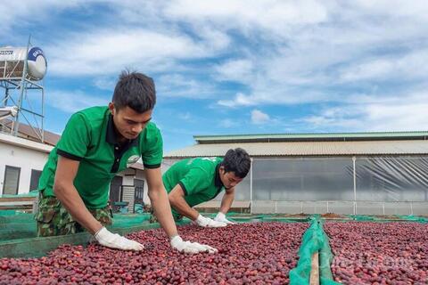 Giá cà phê hôm nay 21/5/2026: Tăng nhẹ 800 đồng/kg