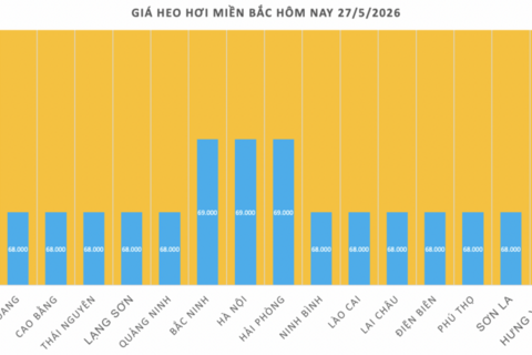 Giá heo hơi hôm nay 27/5/2026: Giảm đồng loạt tại miền Trung, miền Nam