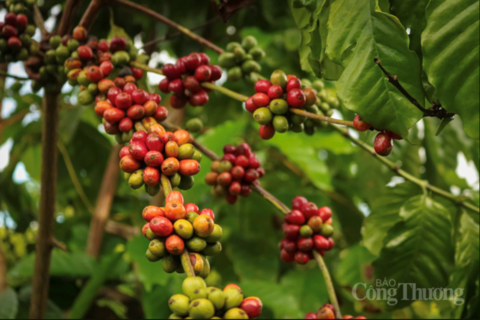 Giá cà phê hôm nay 29/5/2026: Bật tăng, tiến gần mốc 90.000 đồng/kg