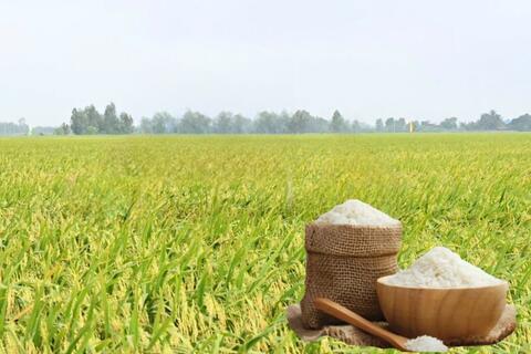 Giá lúa gạo hôm nay ngày 1/6/2026: Lúa tươi vững giá