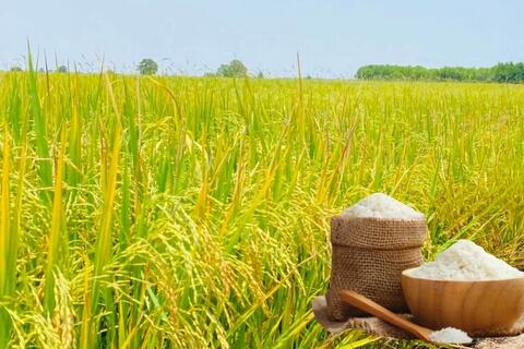 Giá lúa gạo hôm nay ngày 12/6/2026: Tấm thơm giảm nhẹ