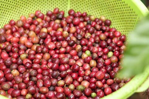 Giá cà phê hôm nay 17/6/2026: Arabica bật tăng mạnh mẽ