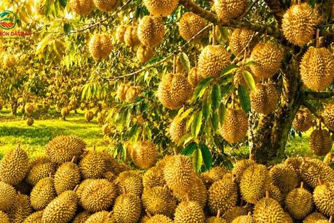 Vườn sầu riêng “đẻ ra vàng” nhờ Z1000 GOLD