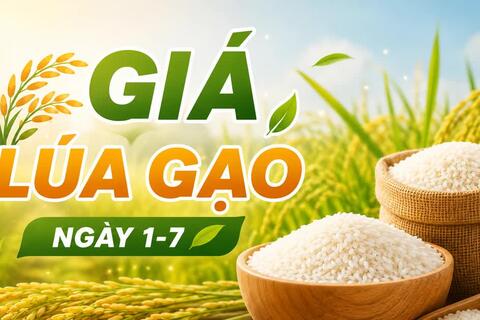 Giá lúa gạo hôm nay ngày 1/7: Gạo thơm Jasmine tăng 1.000 đồng/kg