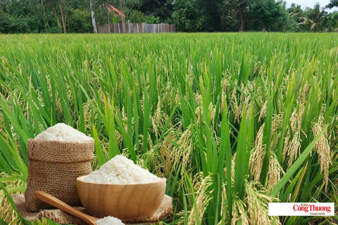 Giá lúa gạo hôm nay ngày 13/7/2026: Tấm thơm tăng nhẹ