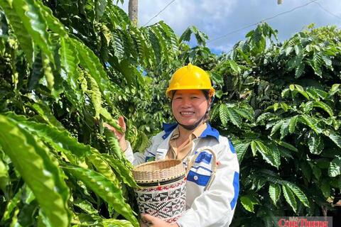 Giá cà phê hôm nay 13/7/2026:  Dao động từ 94.700 - 95.200 đồng/kg