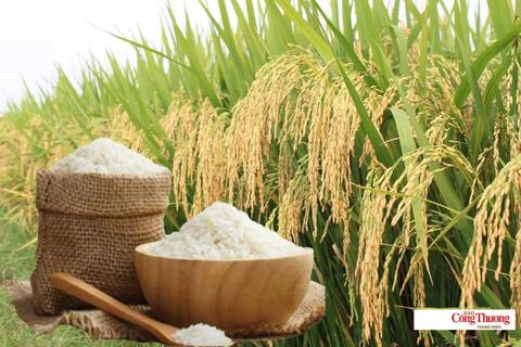 Giá lúa gạo hôm nay ngày 14/7/2026: Lúa tươi đồng loạt tăng mạnh