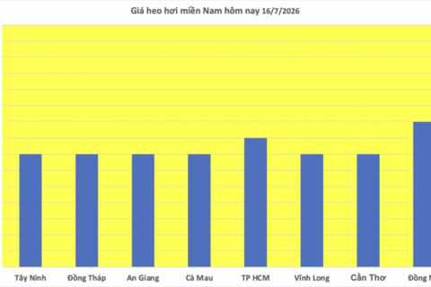 Giá heo hơi hôm nay 16/7/2026: Tăng mạnh tại miền Bắc, miền Trung