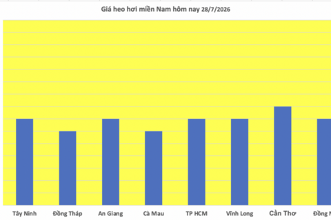 Giá heo hơi hôm nay 28/7/2026: Giảm 1.000 đồng/kg tại nhiều nơi