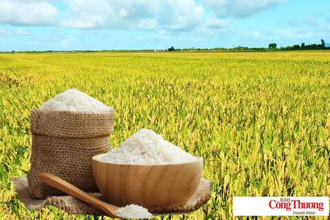Giá lúa gạo hôm nay ngày 31/7/2026: Lúa tươi đồng loạt tăng