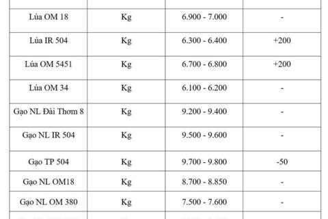 Giá lúa gạo hôm nay ngày 7/8/2026: Lúa tươi tiếp đà tăng