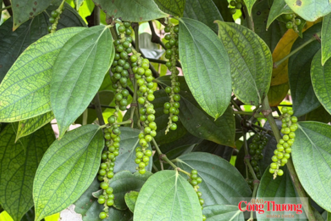 Giá tiêu hôm nay 10/8/2026: Ổn định quanh mốc 136.000–139.000 đồng/kg
