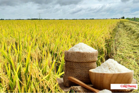 Giá lúa gạo hôm nay ngày 10/8/2026: Lúa tươi neo giá cao