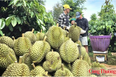 Đắk Lắk: Siết chặt quản lý giá, nâng cấp dịch vụ đón du khách tại Lễ hội Sầu riêng