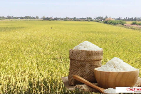Giá lúa gạo hôm nay ngày 17/8: Gạo nguyên liệu xuất khẩu đảo chiều giảm nhẹ