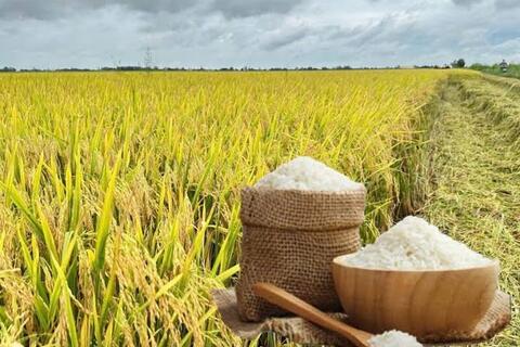 Giá lúa gạo hôm nay ngày 19/8: Gạo nguyên liệu xuất khẩu tiếp đà giảm
