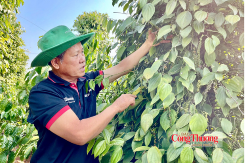 Giá tiêu hôm nay 8/9/2026: Tiếp tục đi ngang