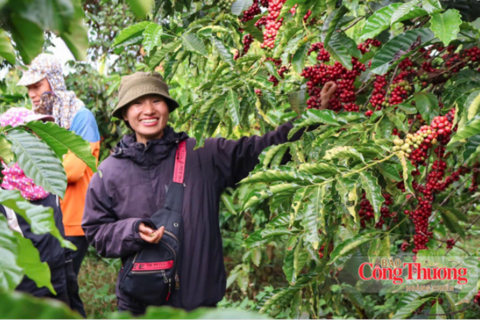 Giá cà phê hôm nay 8/9/2026: Giảm nhẹ 500 đồng/kg