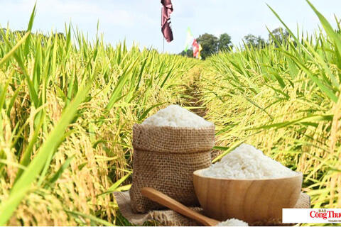 Giá lúa gạo hôm nay ngày 12/9/2026: Gạo nguyên liệu xuất khẩu tăng nhẹ