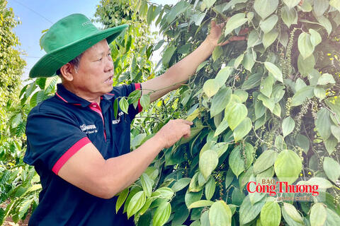 Giá tiêu hôm nay 12/9/2026: Đi ngang ngày thứ ba liên tiếp