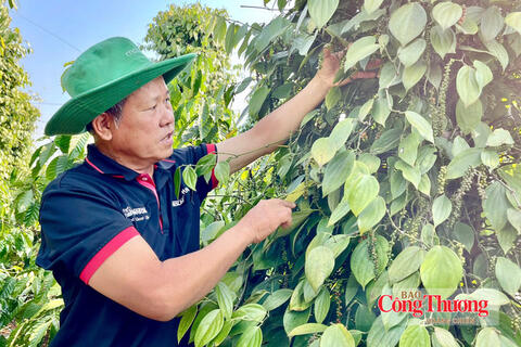 Giá tiêu hôm nay 14/9/2026: Dao động từ 137.000 – 141.000 đồng/kg