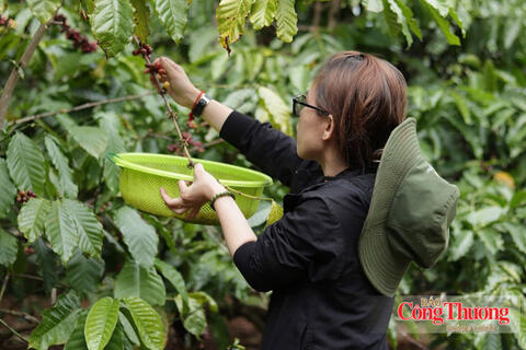 Giá cà phê hôm nay 14/9/2026: Đi ngang phiên đầu tuần
