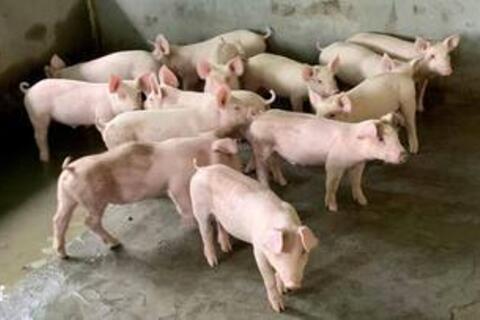 Giá heo hơi hôm nay 15/9/2026: Tăng tại 2 địa phương miền Bắc