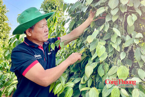 Giá tiêu hôm nay 16/9/2026: Ổn định ngưỡng 137.000 – 141.000 đồng/kg