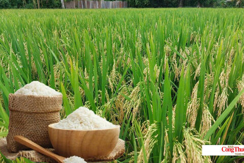 Giá lúa gạo hôm nay ngày 17/9/2026: Gạo xuất khẩu biến động