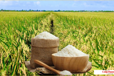 Giá lúa gạo hôm nay ngày 22/9: Lúa tươi, gạo biến động trái chiều