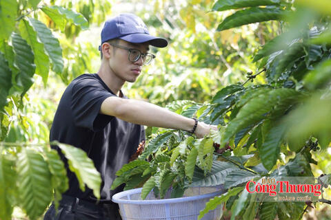 Giá cà phê hôm nay 22/9/2026: Giảm nhẹ 800 đồng/kg