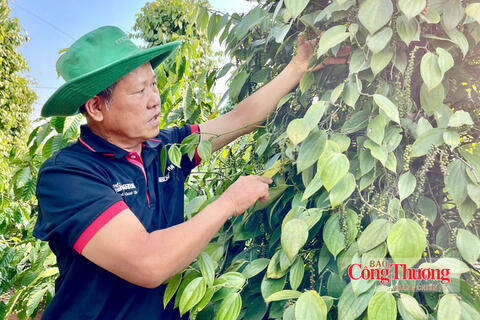 Giá tiêu hôm nay 29/9/2026: Dao động từ 136.000 - 140.000 đồng/kg