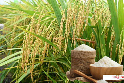 Giá lúa gạo hôm nay ngày 12/10/2026: Giá lúa tươi tăng nhẹ