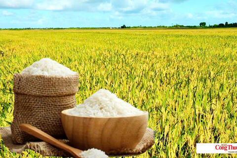 Giá lúa gạo hôm nay ngày 14/10/2026: Gạo thơm Jasmine tăng 500 đồng/kg