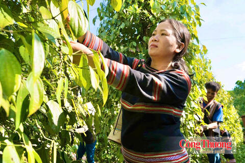 Giá tiêu hôm nay 16/10/2026: Giữ đà ổn định, cao nhất 140.500 đồng/kg
