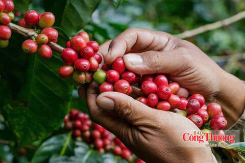Giá cà phê hôm nay 17/10/2026: Đảo chiều giảm mạnh 1.500 đồng/kg