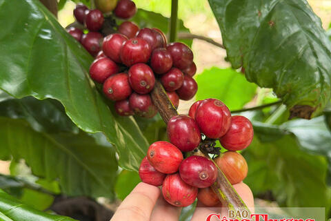 Giá cà phê hôm nay 19/10/2026: Tăng nhẹ 200 đồng/kg