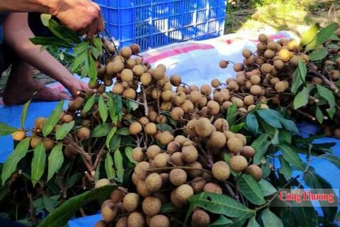 Hưng Yên tìm hướng nâng giá trị nhãn lồng, mở rộng thị trường