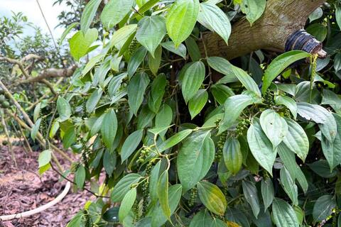 Giá tiêu hôm nay 23/3/2026: Cao nhất 136.000 đồng/kg