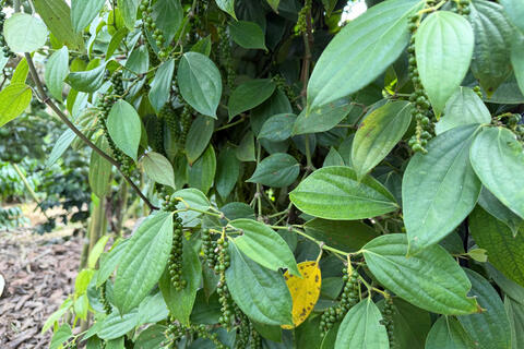 Giá tiêu hôm nay 24/3/2026: Giữ đà ổn định, cao nhất 136.000 đồng/kg